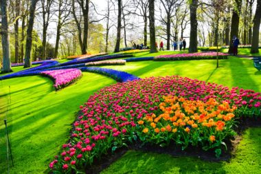 Бенилюкс и цветение тюльпанов